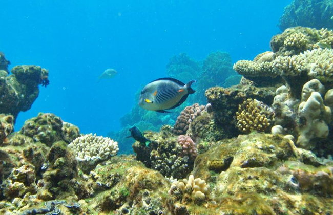 Tour di un giorno con snorkeling in crociera sul Mar Rosso - Foto 1
